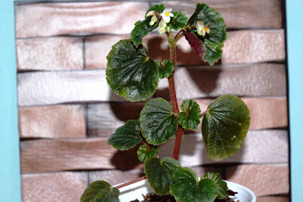 Begonia. Planta de interiores.-1
