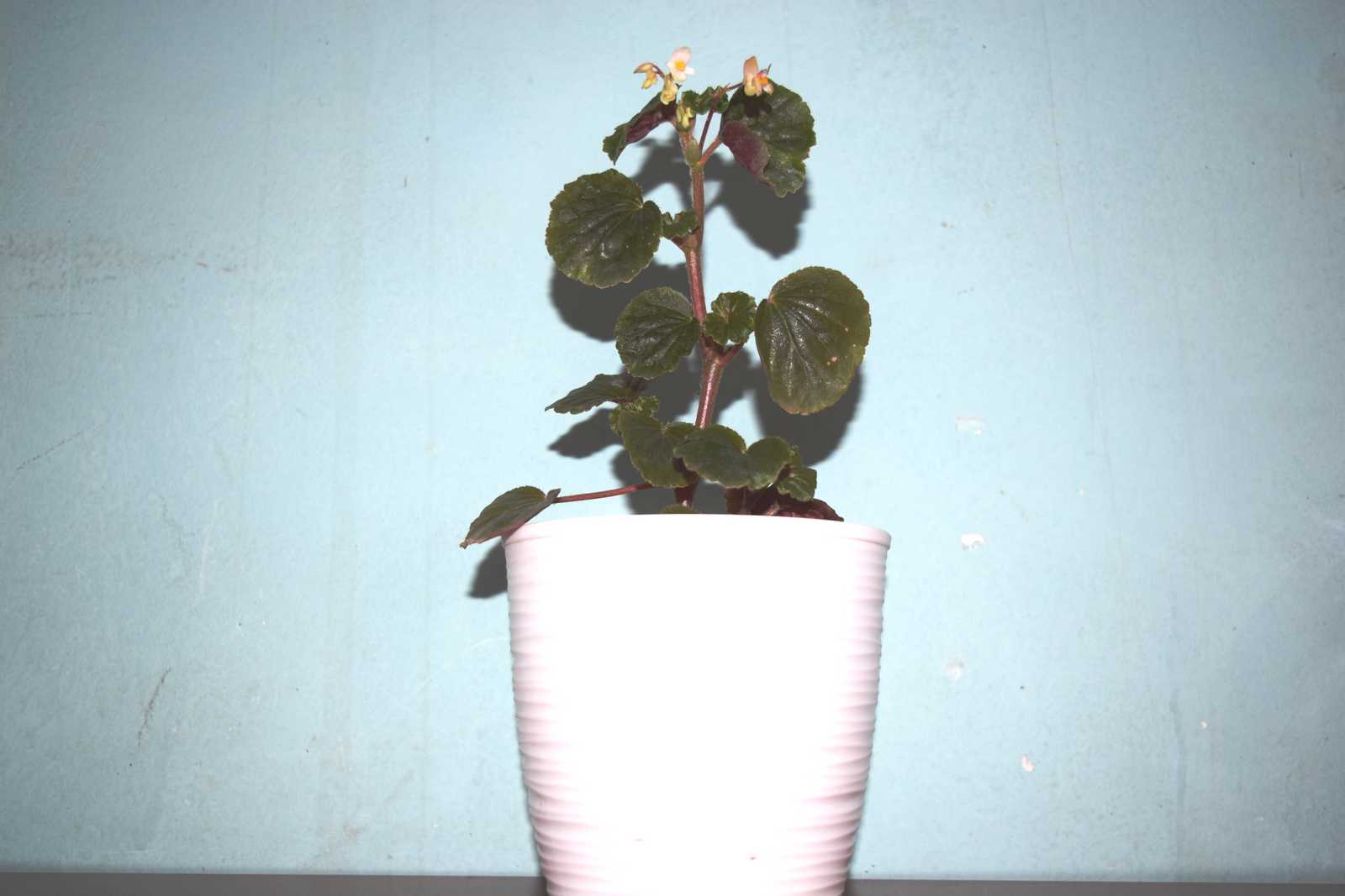 Begonia. Planta de interiores.-0