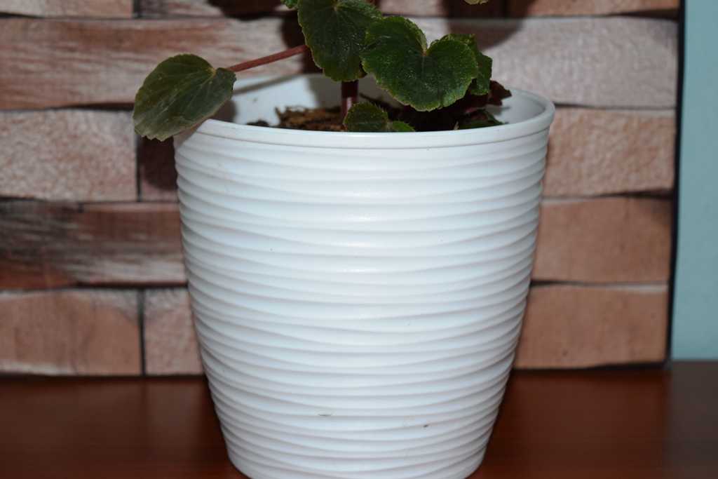 Begonia. Planta de interiores.-2